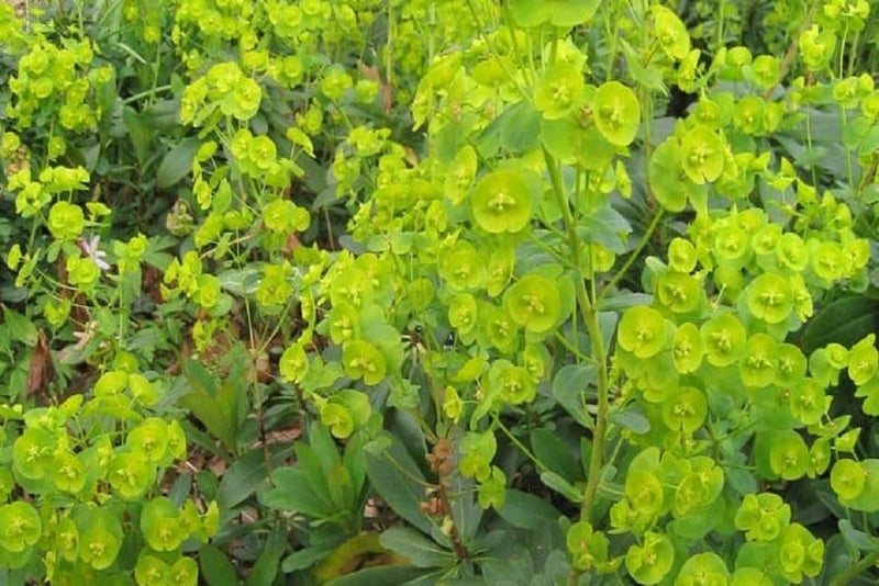 Yellow Rhs Post Shade with Summer Splashes of Yellow | RHS Advice