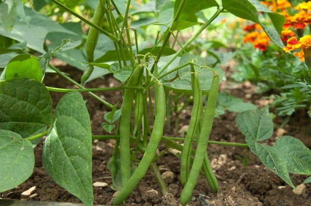 Grow Your Own