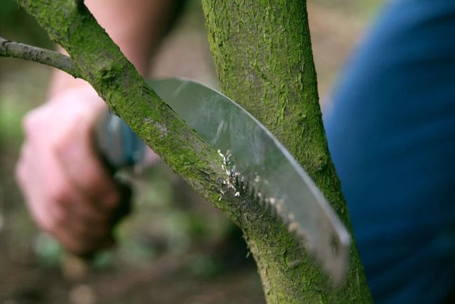 Pruning