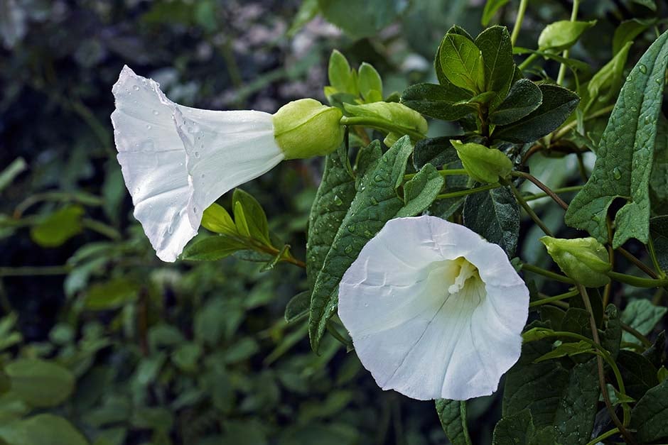 Bindweed: Identification and Control | RHS Advice