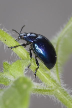 Blue mint beetle