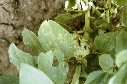 Runner and French bean rust: Symptoms & Control | RHS Advice