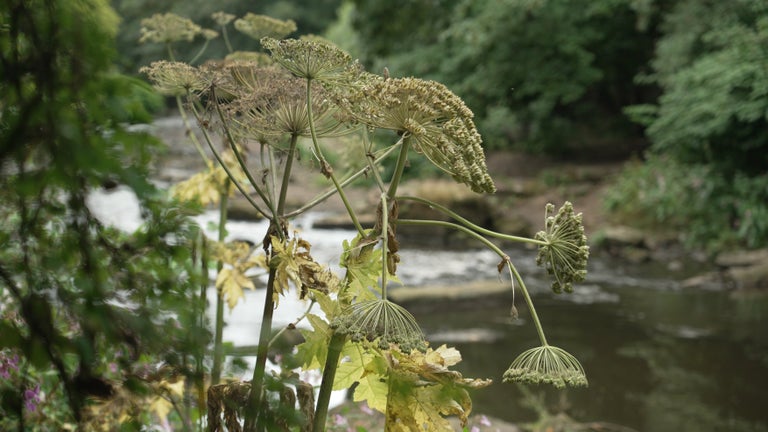 Giant hogweed