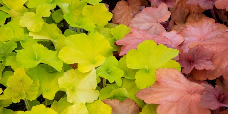 Buy heucheras from RHSplants.co.uk