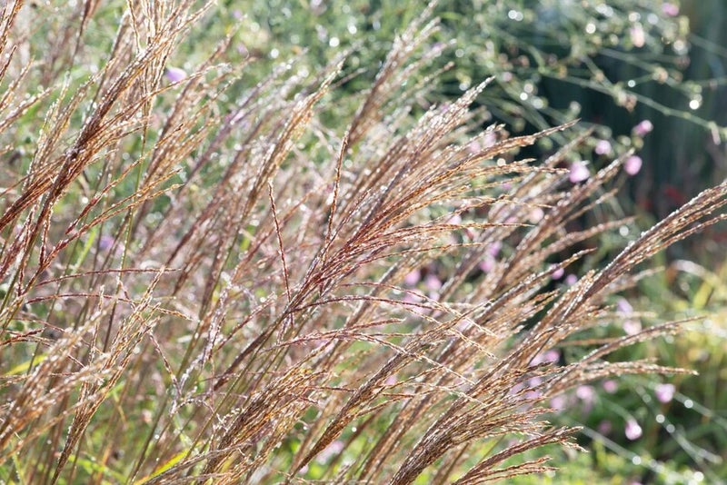 Miscanthus sinensis