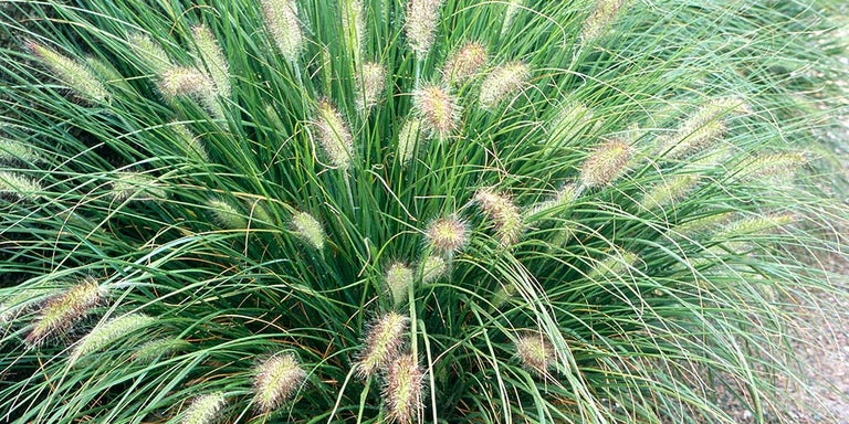 Buy pennisetum from RHSPlants.co.uk