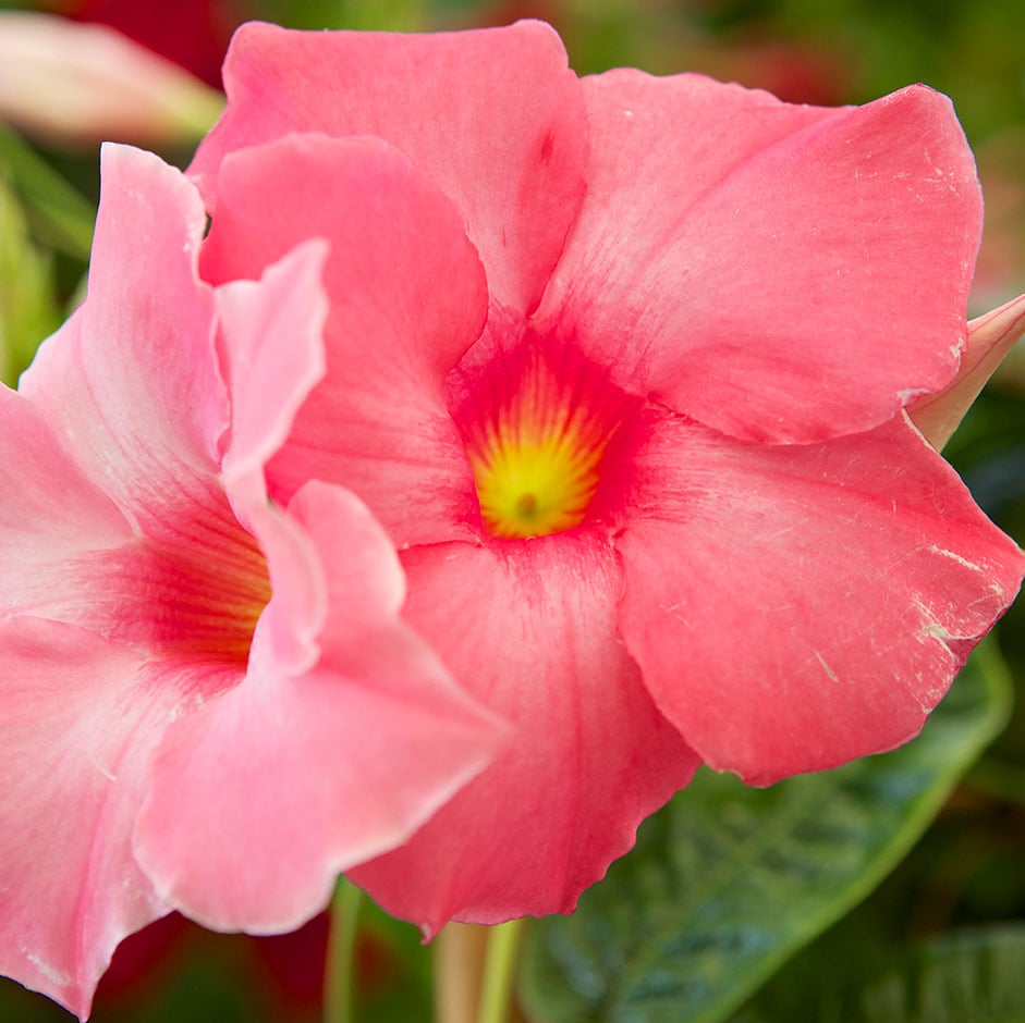 <i>Mandevilla</i> × <i>amabilis</i> ‘Alice du Pont’