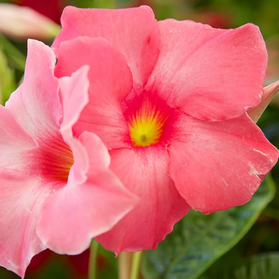 <i>Mandevilla</i> × <i>amabilis</i> ‘Alice du Pont’