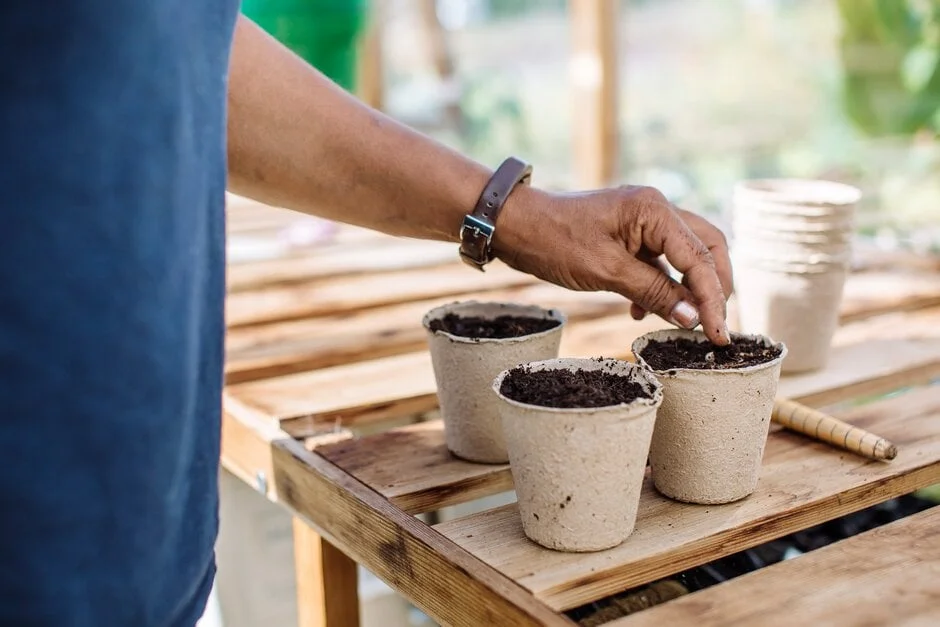 A person planting soil in small biodegradable pots