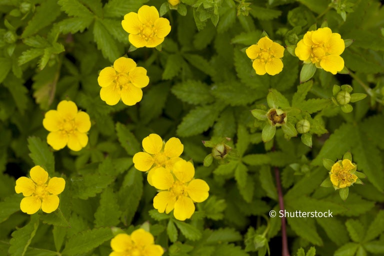 Creeping cinquefoil