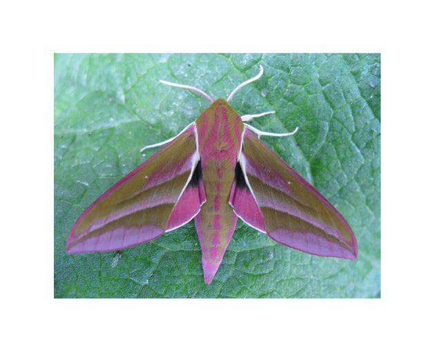 What moths are in your garden?
