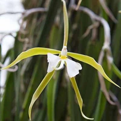 H. G. Wells , The Strange Orchid