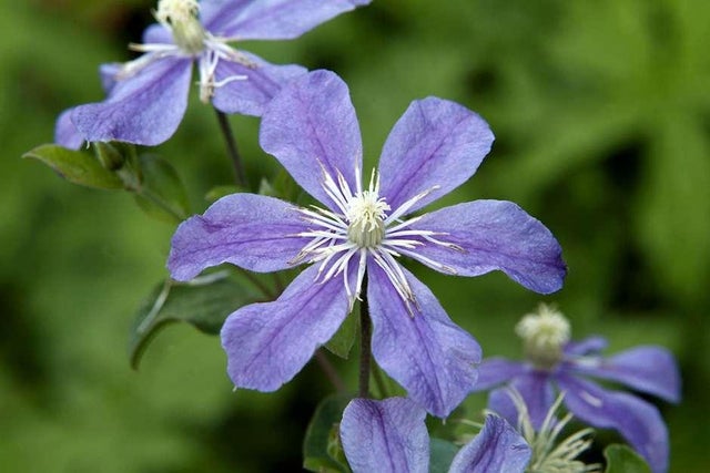 Discover climbing plants