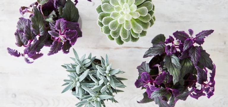 Houseplant design principles: texture