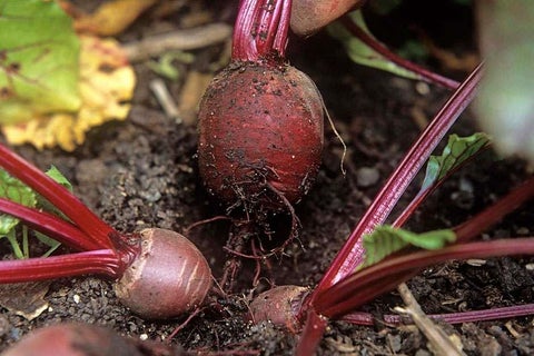 Beetroot Ramboo How to grow Beetroot | RHS Guide