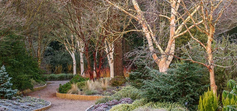 How to have a beautiful winter garden