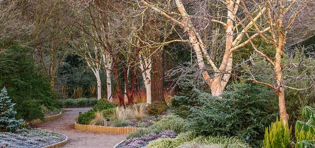 How to have a beautiful winter garden