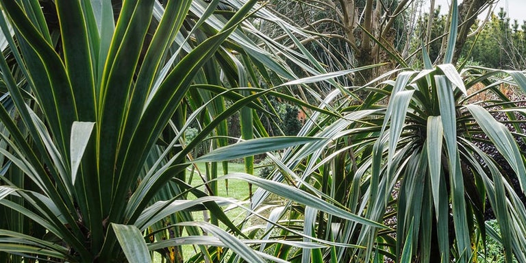 Buy phormiums from RHSPlants.co.uk