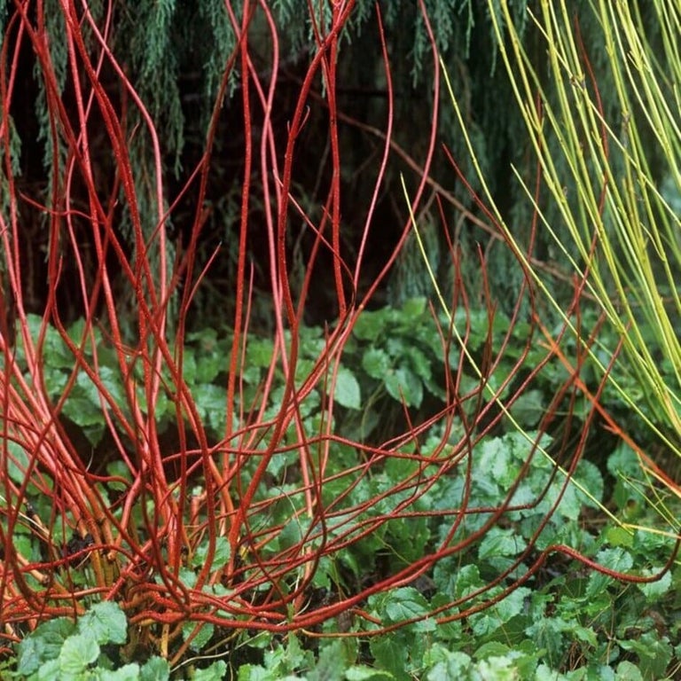 Plants for fluctuating wet and dry soils