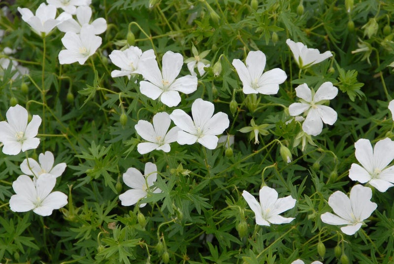 Sprays of white blooms