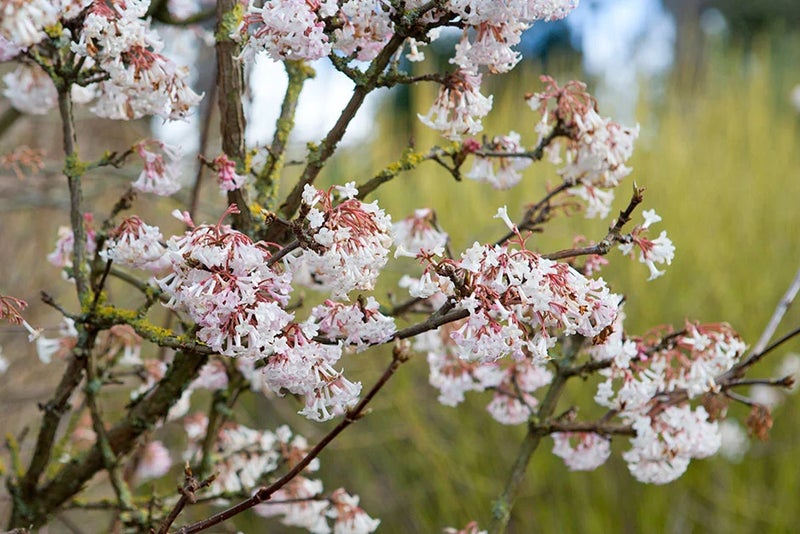 Long-flowering viburnum