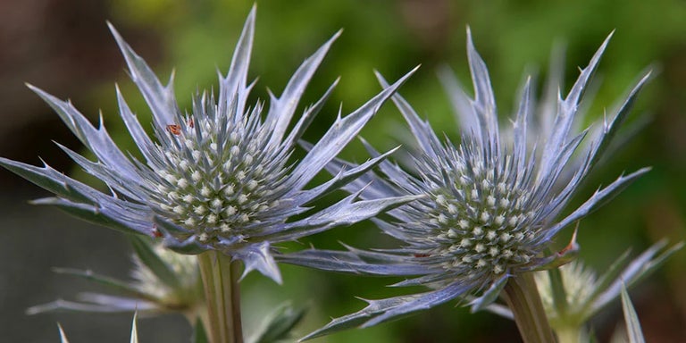 Buy eryngiums from RHSplants.co.uk