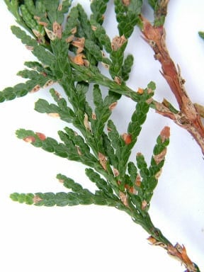 Thuja blight: Symptoms & Control | RHS Advice