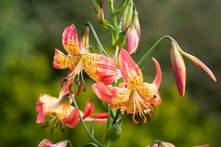 Buy lilies from RHSplants.co.uk