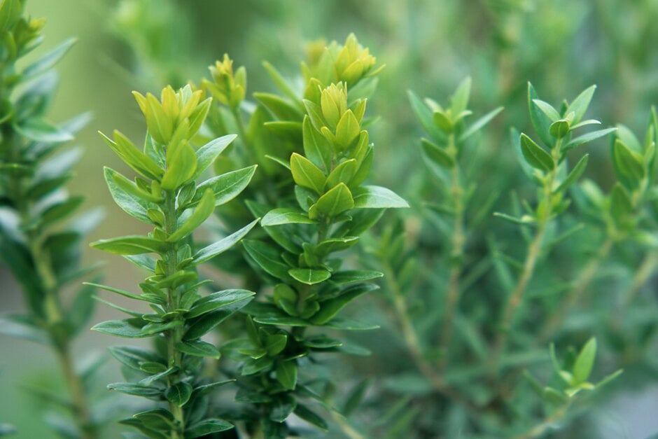 Box Alternatives for Healthy Hedges | RHS Advice