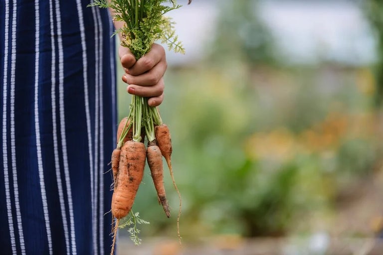 Grow your own fruit, vegetables and herbs