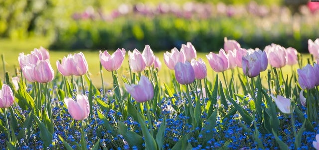 Planting tulips for seasonal colour