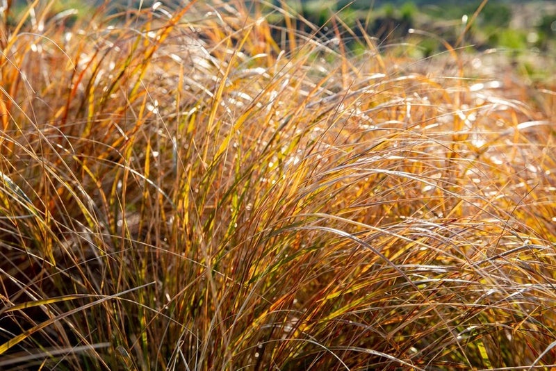 Pheasant-tail grass