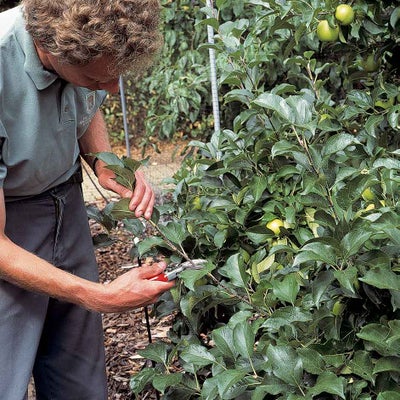 Apple summer pruning