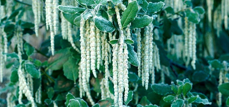 Edgeworthia / RHS Plant Guide