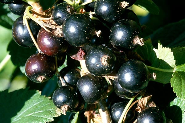 ‘Ben Connan’ AGM