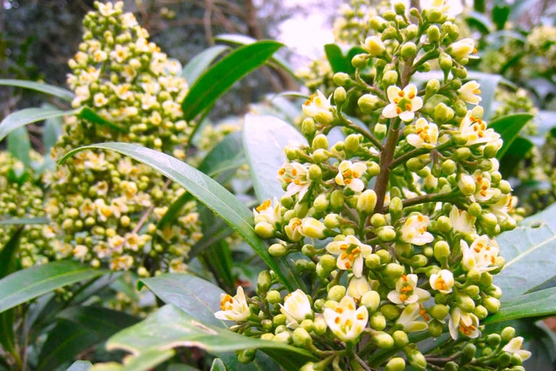 Scented skimmia