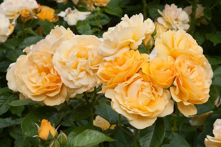 Buy roses from RHSplants.co.uk