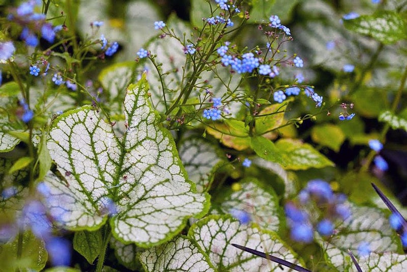 A touch of frost
