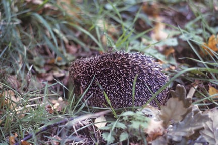 Wildlife in gardens