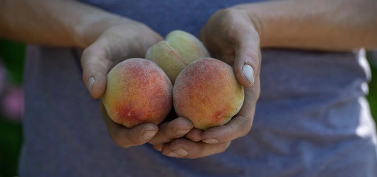 Peach Fuzz – 2024 Pantone Color of the Year