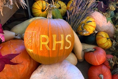 A colourful pumpkin display fronted by a large orange pumpkin carved with the RHS logo