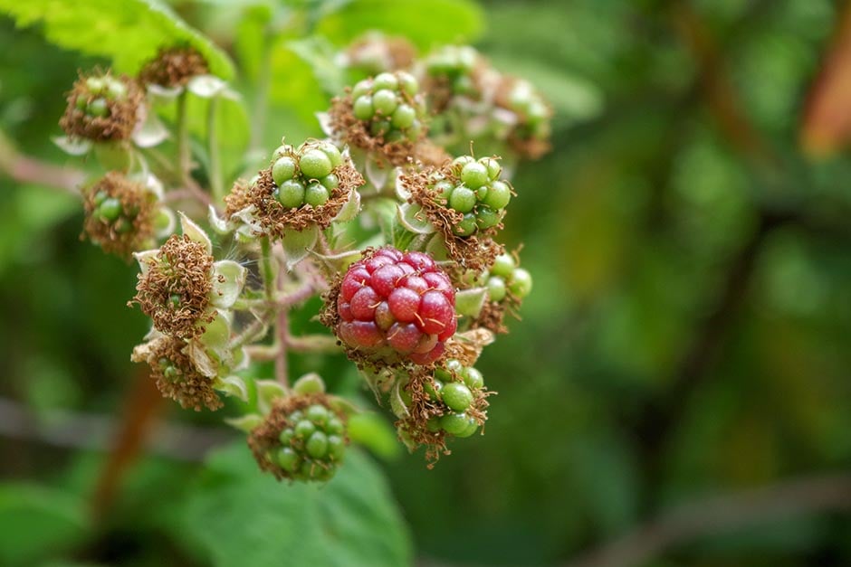Different Brambles Brambles | RHS Advice