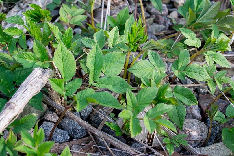 Ground Elder | RHS Advice