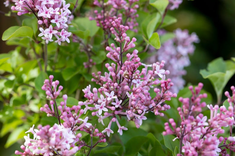 Buy small-flowered lilacs from RHSplants.co.uk