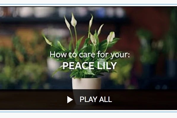 RHS houseplant advice - YouTube