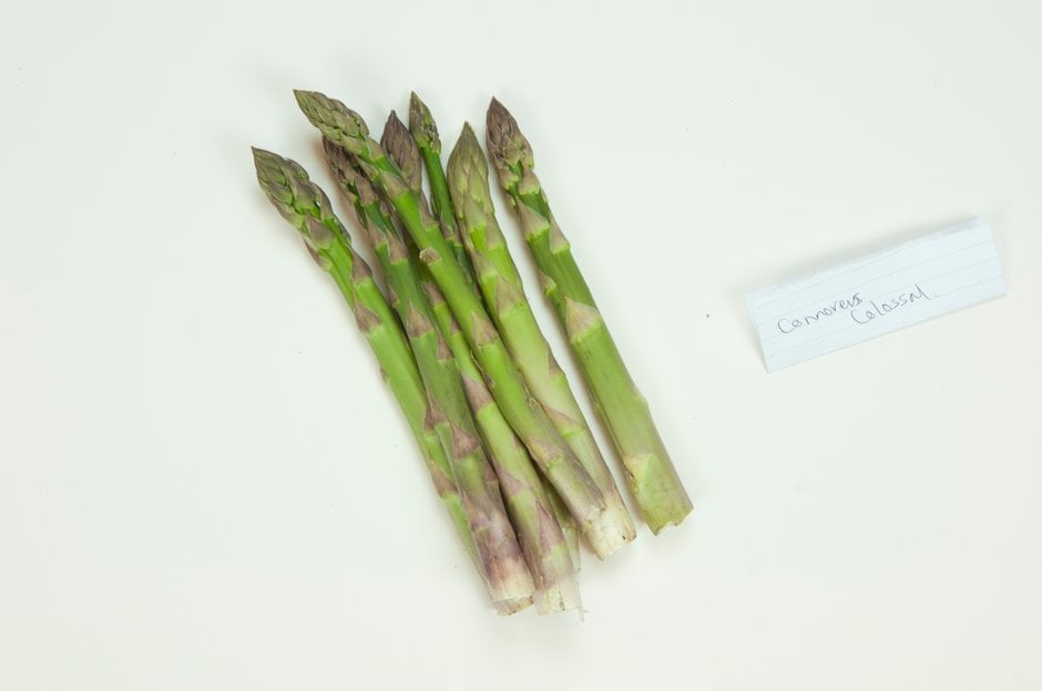 ‘Connover's Colossal’ AGM