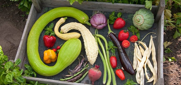 Chef Raymond Blanc’s vegetables to grow for flavour