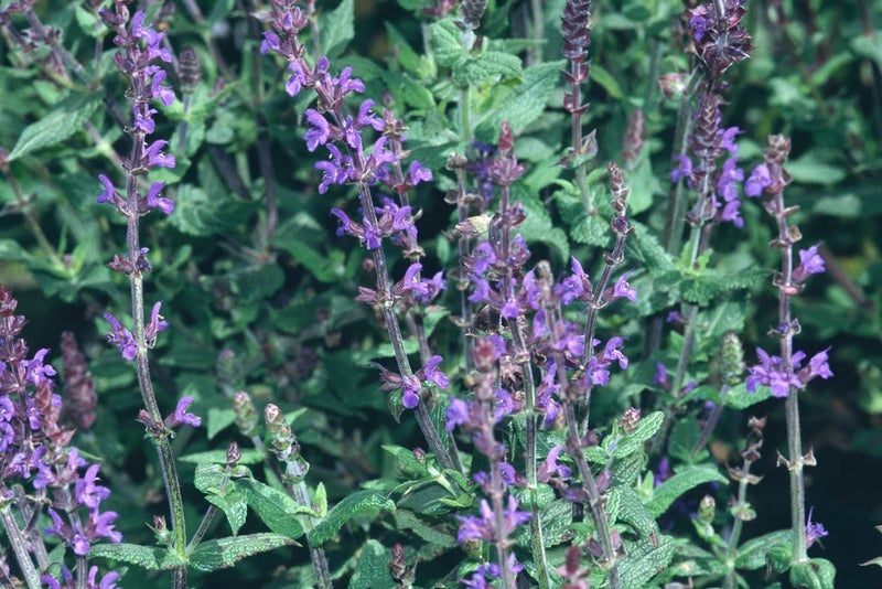 Start in violet