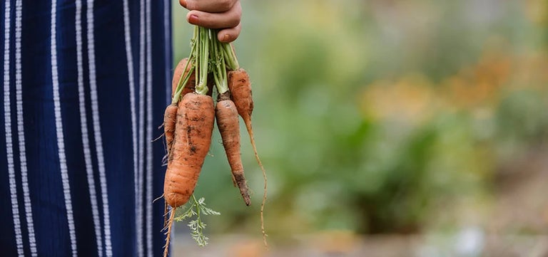 How to grow food from pips and peelings