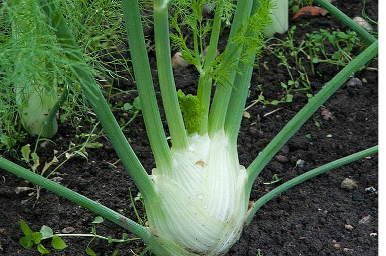 Buy florence fennel at RHSplants.co.uk